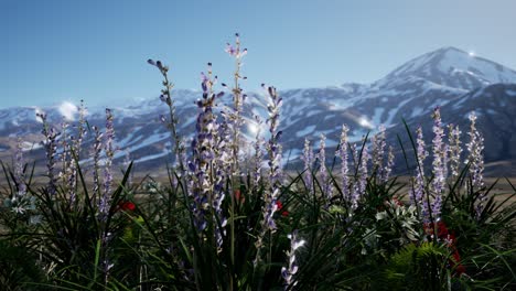 Lavendelfeld-Mit-Blauem-Himmel-Und-Bergdecke-Mit-Schnee